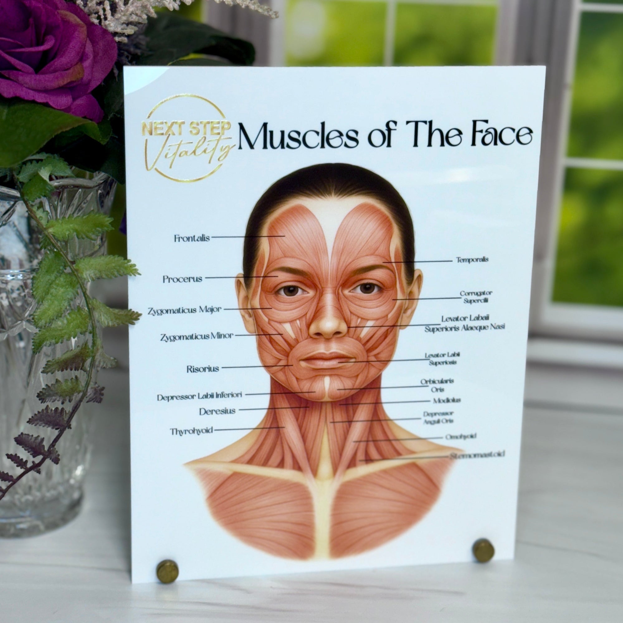 Consultation Facial Anatomy Graphic for Facial Muscles