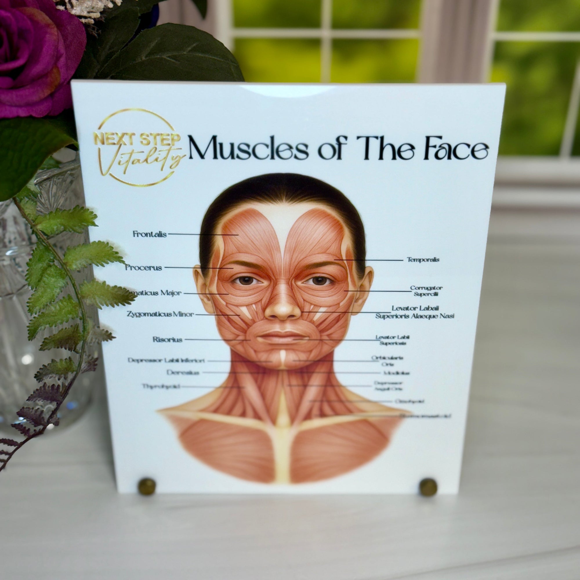 Consultation Facial Anatomy Graphic for Facial Muscles