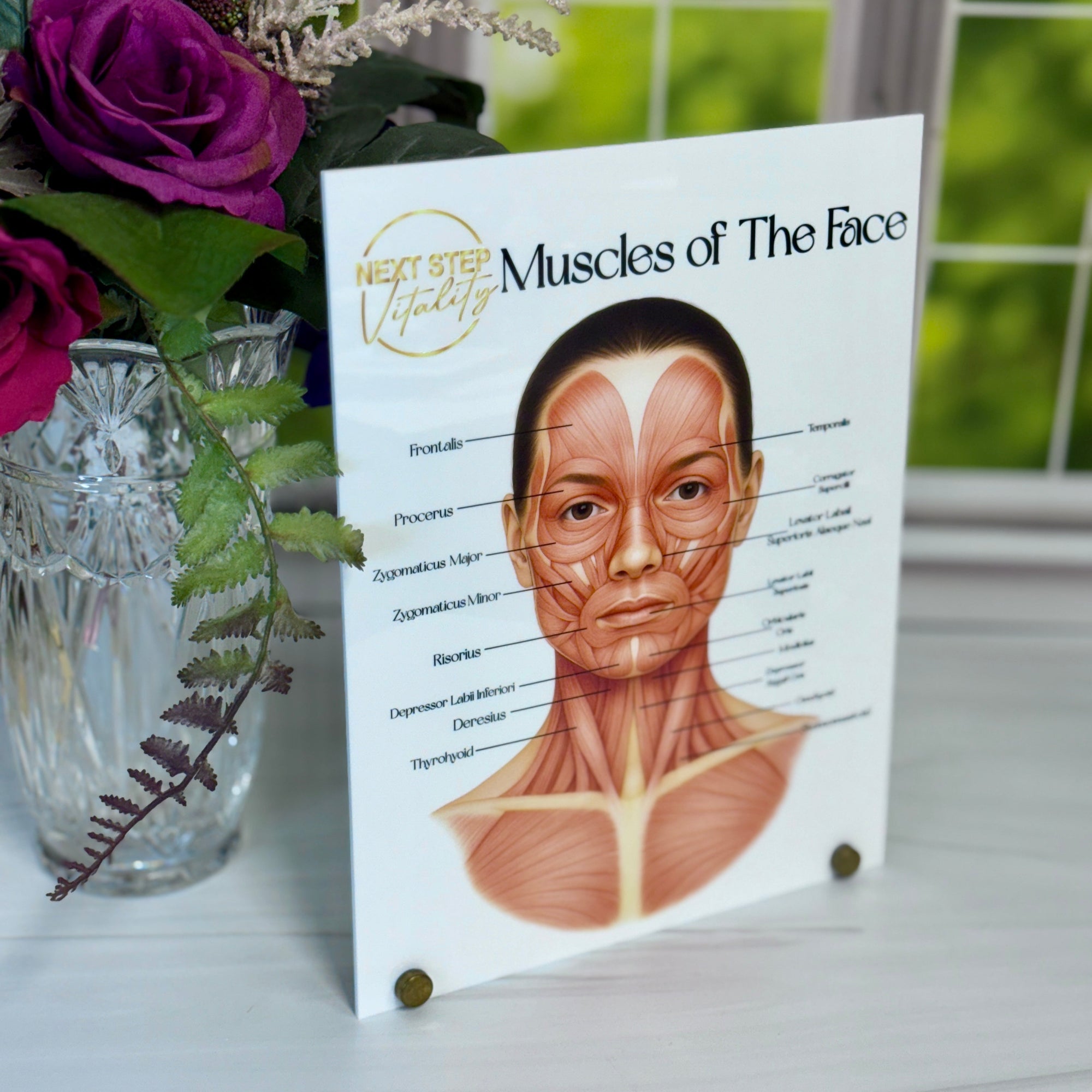 Consultation Facial Anatomy Graphic for Facial Muscles